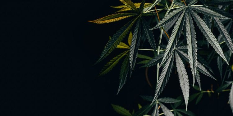 Funktionsweise von Cannabis Gentests